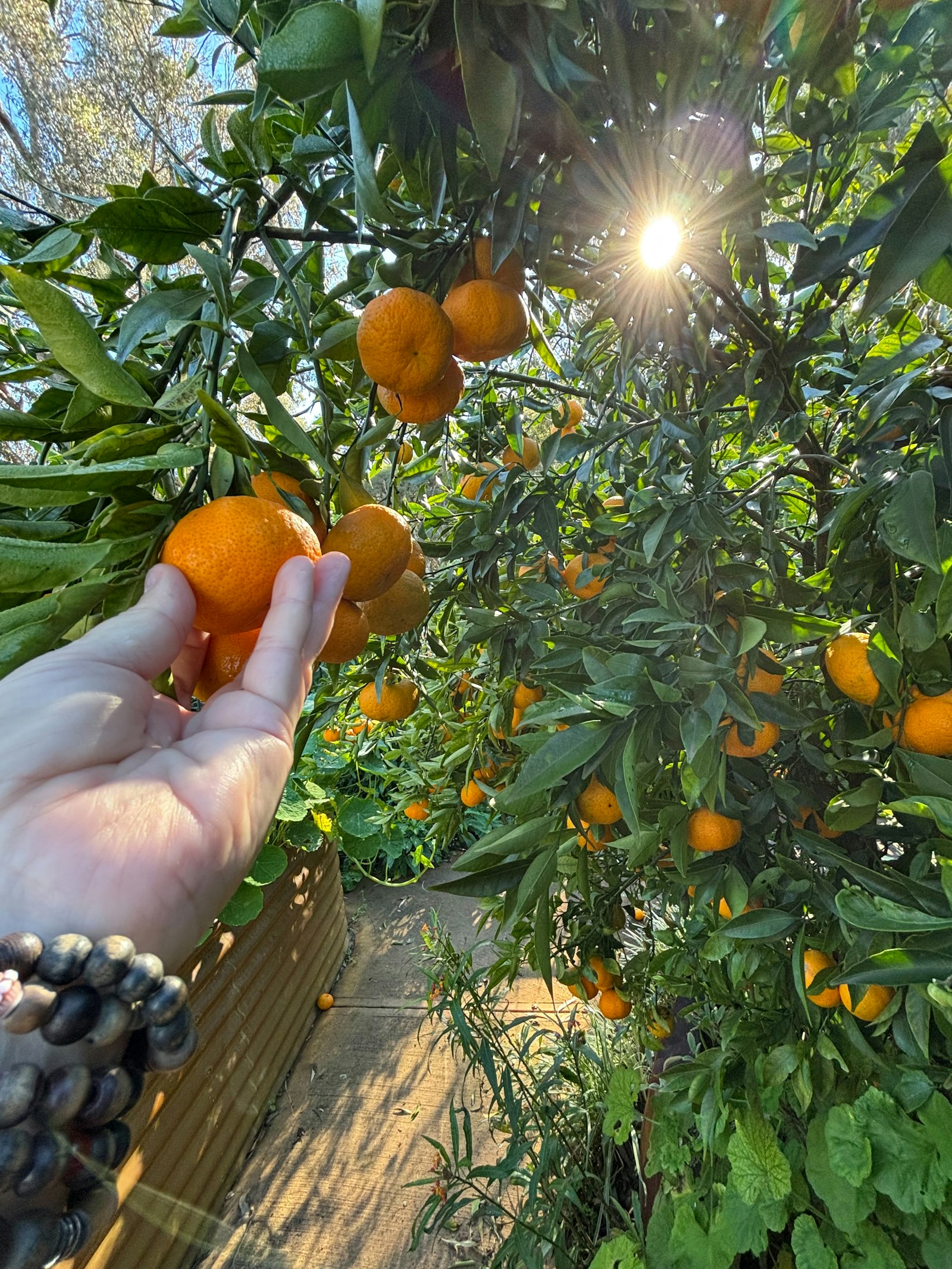 澳洲打工度假簽證(417/462)處理放緩：24國配額全年暫停，部長證實為移民削減準備動作